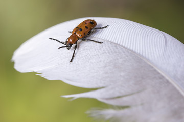 La leggerezza dell'amore