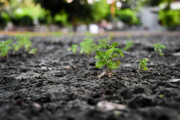 close up growing plant