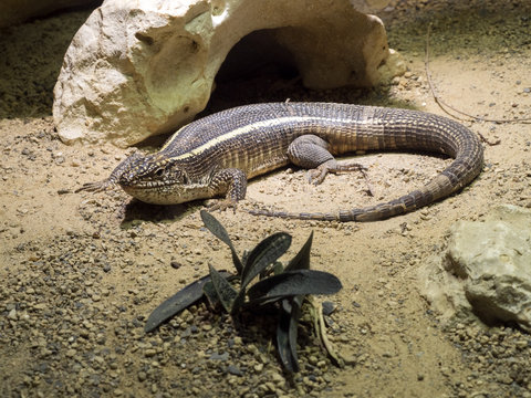 Plated lizard, Gerrhosaurus validus, is a lobster lizard