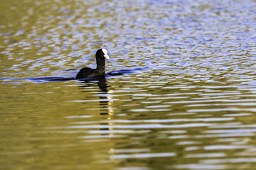 Swimming Eurasian Coot during sunset  - Bedfont Lakes Country Park
