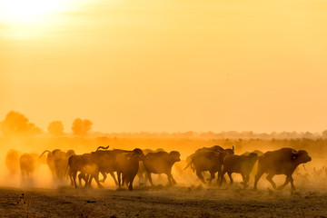 Fototapeta premium water buffalo grazing at sunset next to the river Strymon in Northern Greece.