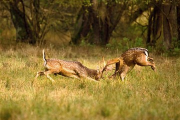 Fallow deer  fighting in Autumn Meadow. (Dama Dama)