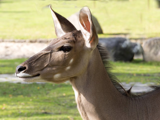 portrait of Greater Kudu female, Tragelaphus strepsiceros