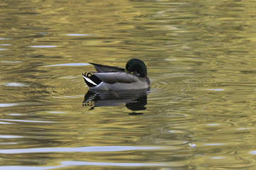 Swimming Mallard  / Wild Duck during sunset - Bedfont Lakes Country Park
