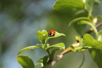 ladybug sitting on a leaf - 178248423