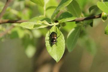 black beetle sitting on a leaf - 178248435