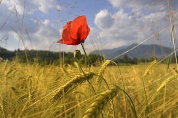 Italy,Lombardy, a wheat field.