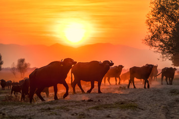 Fototapeta na wymiar water buffalo grazing at sunset next to the river Strymon in Northern Greece.