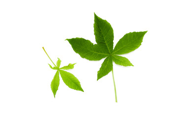 Fototapeta premium Green leaf