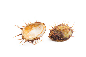 chestnut on a white background