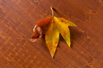 Fototapeta premium Autumn leaves