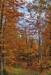 Autumn in the Forest