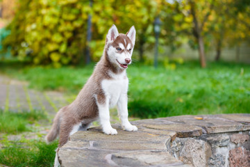 Husky puppy is on the edge of the fountain