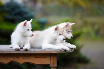 Husky puppies on a table