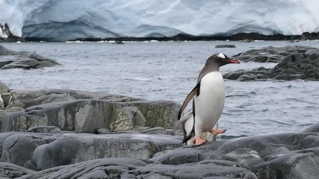Gentoo Penguins chiks