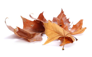 Fototapeta premium Dry planetree leaves isolated on white background