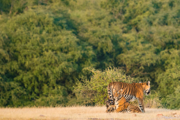 Fototapeta premium Ladali T8 Tigress and her cub from Ranthambore Tiger Reserve 