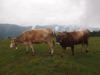 Fototapeta premium cows in the mountains