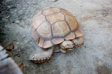 Sulcata Tortoise
