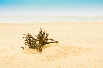 High key image of dyeing tree root, Tajpur, West Bengal, India