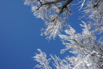 Snowing landscape in the park
