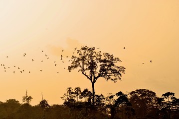 Birds at Sunset
