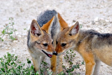Jackal Cubs