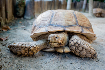 Sulcata Tortoise