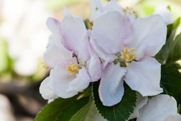 Spring blooming on apple tree branches

