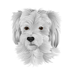 The head of a small white terrier vector illustration editable hand draw