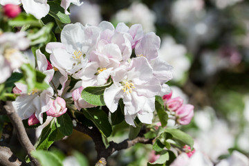 Spring blooming on apple tree branches
