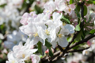Fototapeta na wymiar Spring blooming on apple tree branches 