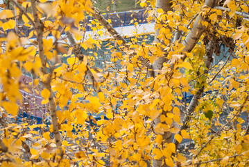 yellow leaves on a branch,