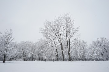 Fototapeta na wymiar Winter landscape in the park with details