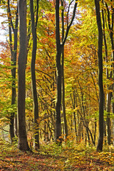 Trees in the forest in autumn.