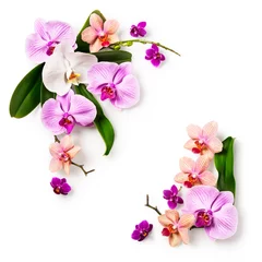 Photo sur Plexiglas Orchidée Frame with orchid flowers