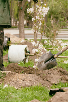 group of people planting flowering trees in the park,filter applied