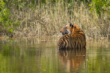 Fototapeta na wymiar male tiger cub from bandhavgarh national park, india
