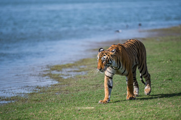 Fototapeta na wymiar Arrowhead Tigress from ranthambore national park, india