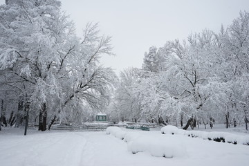 Snowing landscape in the park and details
