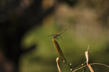 Dragonfly sits on flower. Insects, macro, nature, animals, beauty, wings, look, fauna, flora 