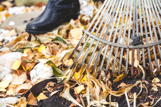 Cleaning of autumn leaves. Rake collected fallen yellow leaves