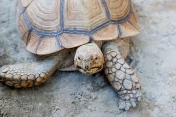 Sulcata Tortoise