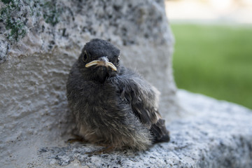 Vogelküken
