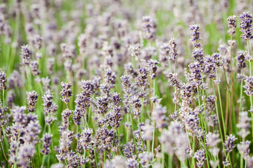 Fototapeta premium Beautiful, colorful lavender field 