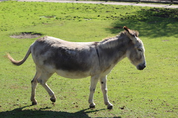 Obraz premium Esel auf Wiese