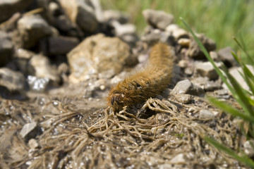 Raupe des Kiefernspinners