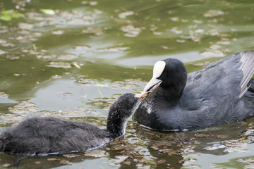 Blässhuhn füttert Küken