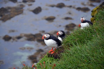 puffin