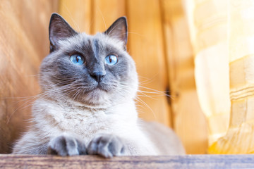 A beautiful fluffy Siamese cat with blue eyes lies on the window sill. 